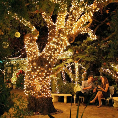 guirlande lumineuse 100m au jardin sur un arbre