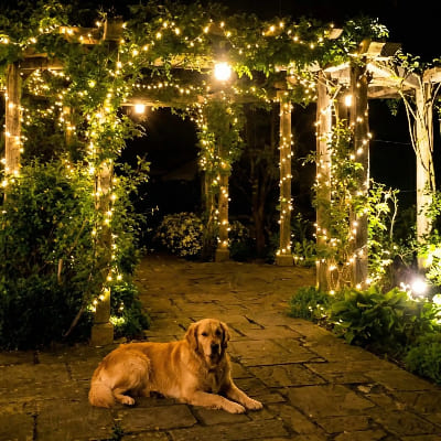 Guirlande solaire LED 100m sublime pergola au-dessus d'un chien au repos