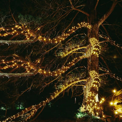 Guirlande solaire LED entoure arbre gigantesque